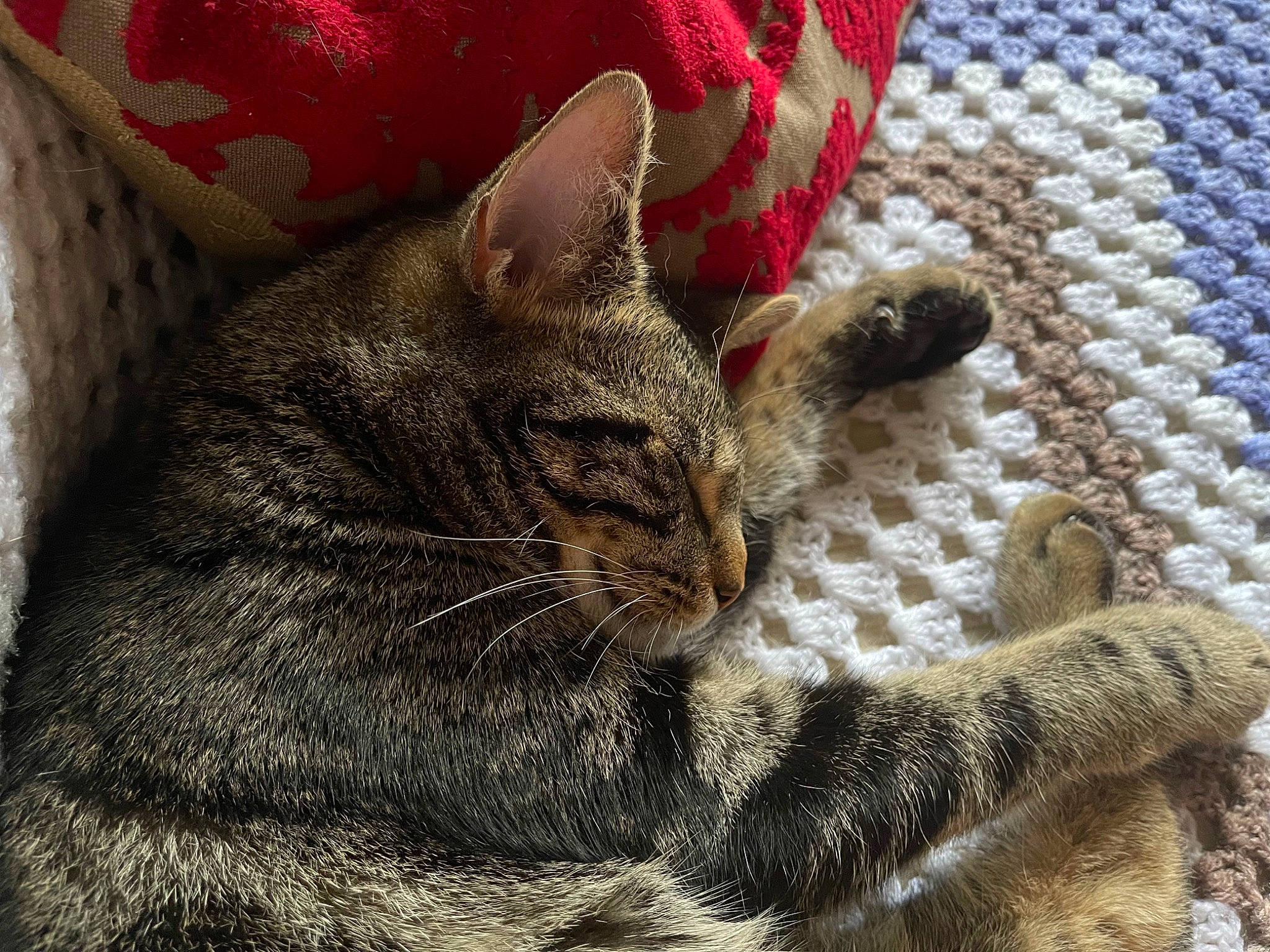 Gino is registered to the contest to win money with this photo: carnivore, cat, claw, comfort, domestic_short_haired_cat, felidae, fur, grey, linens, nap, pattern, paw, sitting, small_to_medium_sized_cats, snout, tail, terrestrial_animal, whiskers, woven_fabric