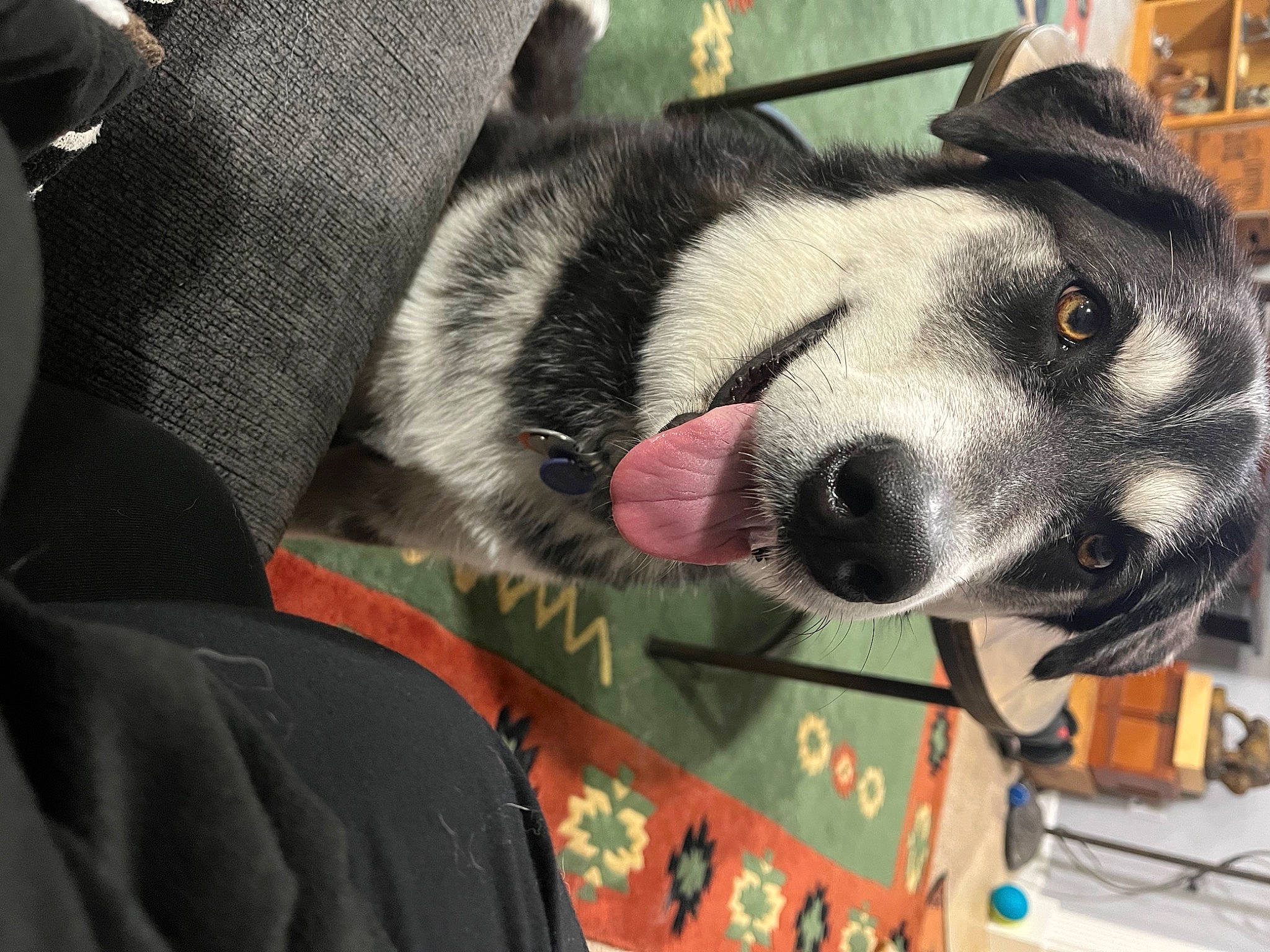 Tui is registered to the contest to win money with this photo: canidae, carnivore, collar, companion_dog, dog, dog_breed, domestic_short_haired_cat, fang, flooring, fur, giant_dog_breed, guard_dog, non_sporting_group, paw, selfie, snout, sporting_group, terrestrial_animal, whiskers, working_animal