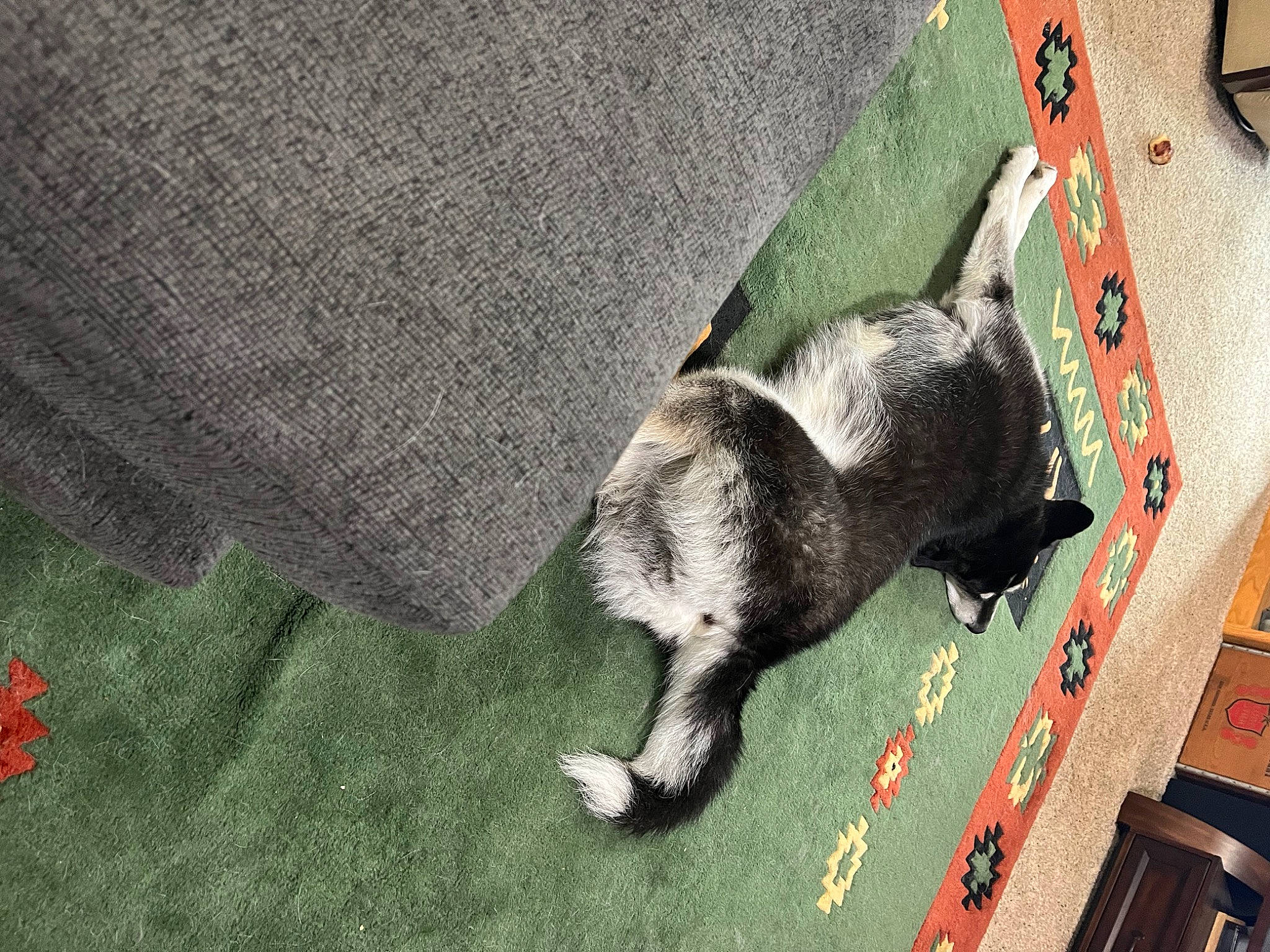 Tui is registered to the contest to win money with this photo: asphalt, canidae, carmine, carnivore, cat, dog_breed, domestic_short_haired_cat, felidae, flooring, fur, grass, grey, plant, road_surface, sidewalk, small_to_medium_sized_cats, sporting_group, tail, whiskers