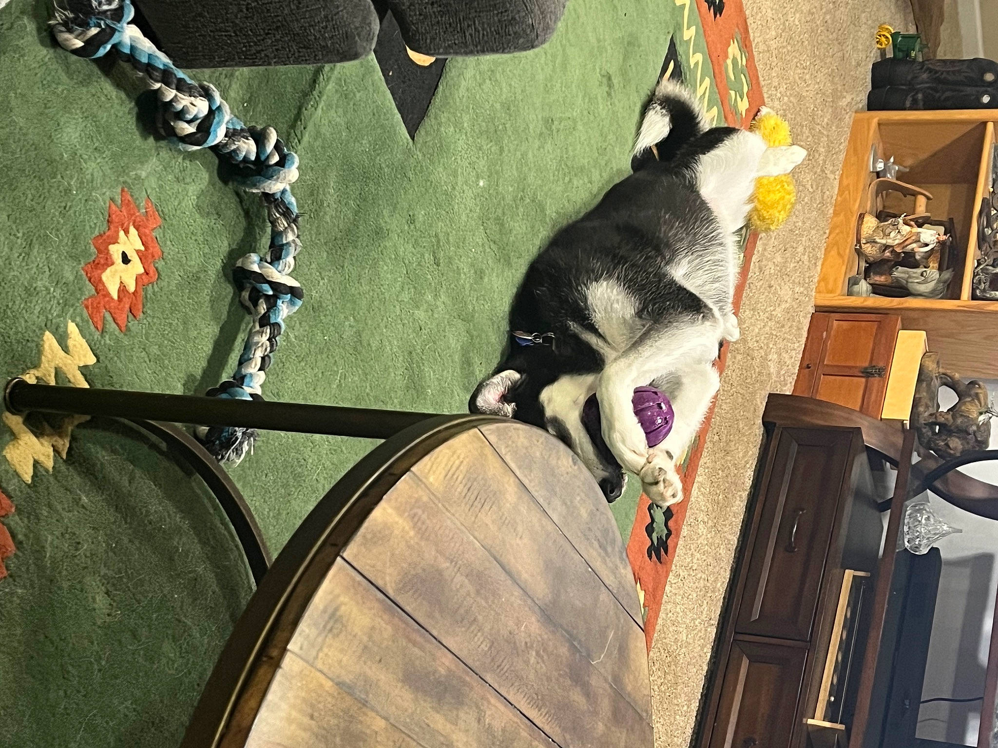 Tui is registered to the contest to win money with this photo: art, canidae, carnivore, cat, dog_breed, felidae, fur, grass, shadow, small_to_medium_sized_cats, sporting_group, tail, tints_and_shades, tree