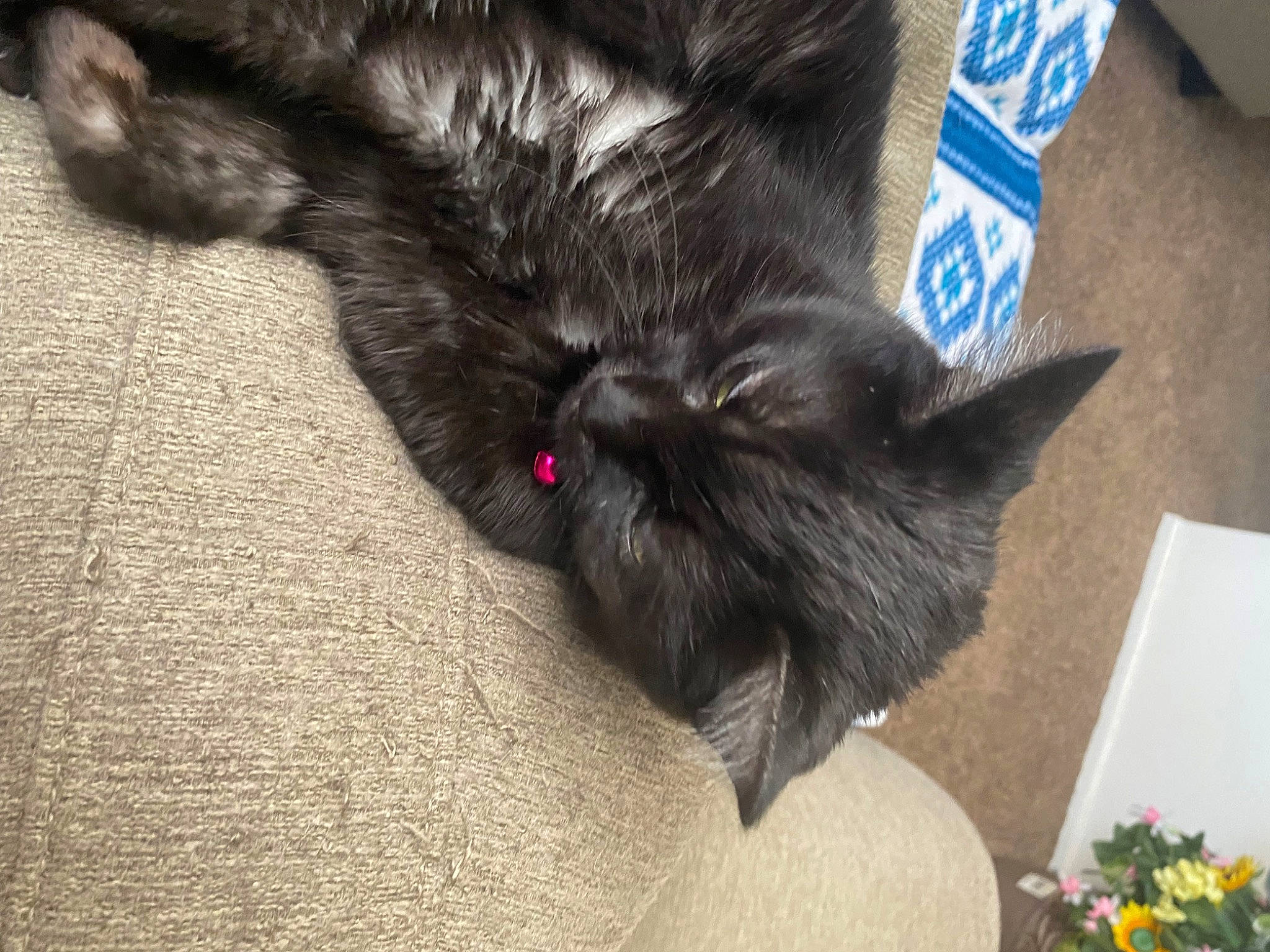 Bianca joined the competition — help win amazing prizes! black_cat, carnivore, cat, claw, comfort, companion_dog, dog_breed, domestic_short_haired_cat, felidae, flooring, fur, grey, paw, plant, small_to_medium_sized_cats, tail, whiskers