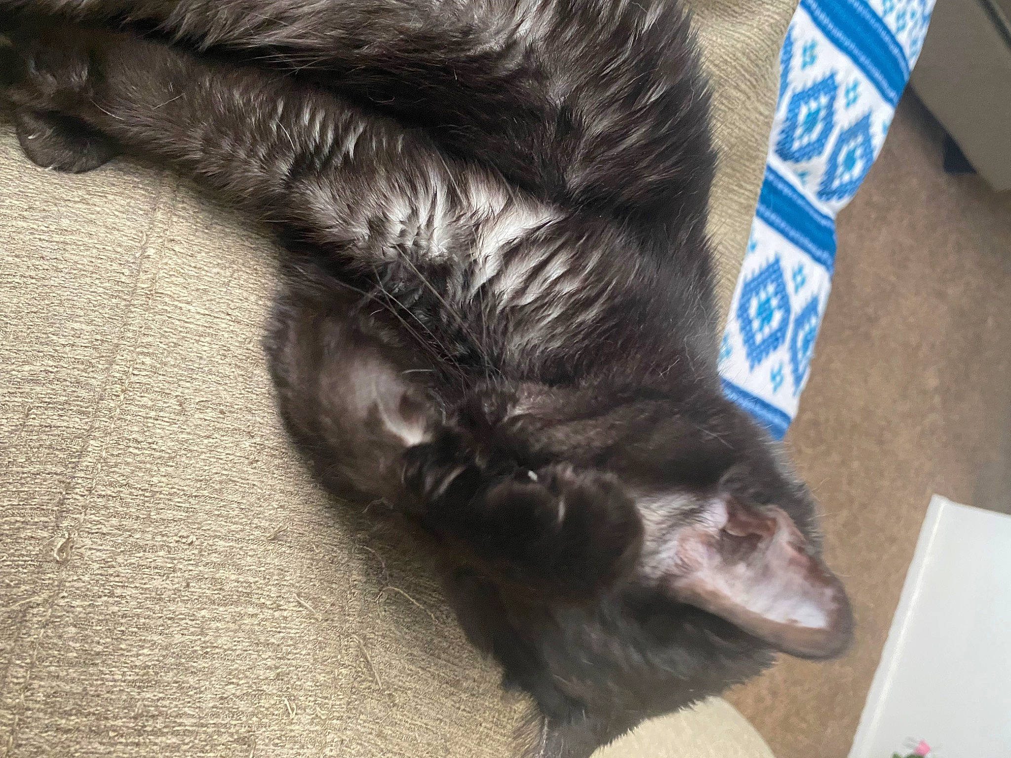 Bianca joined the competition — help win amazing prizes! black_cat, carnivore, cat, claw, comfort, dog_breed, domestic_short_haired_cat, electric_blue, felidae, flooring, foot, fur, human_leg, mammal, paw, small_to_medium_sized_cats, snout, tail, vertebrate, whiskers