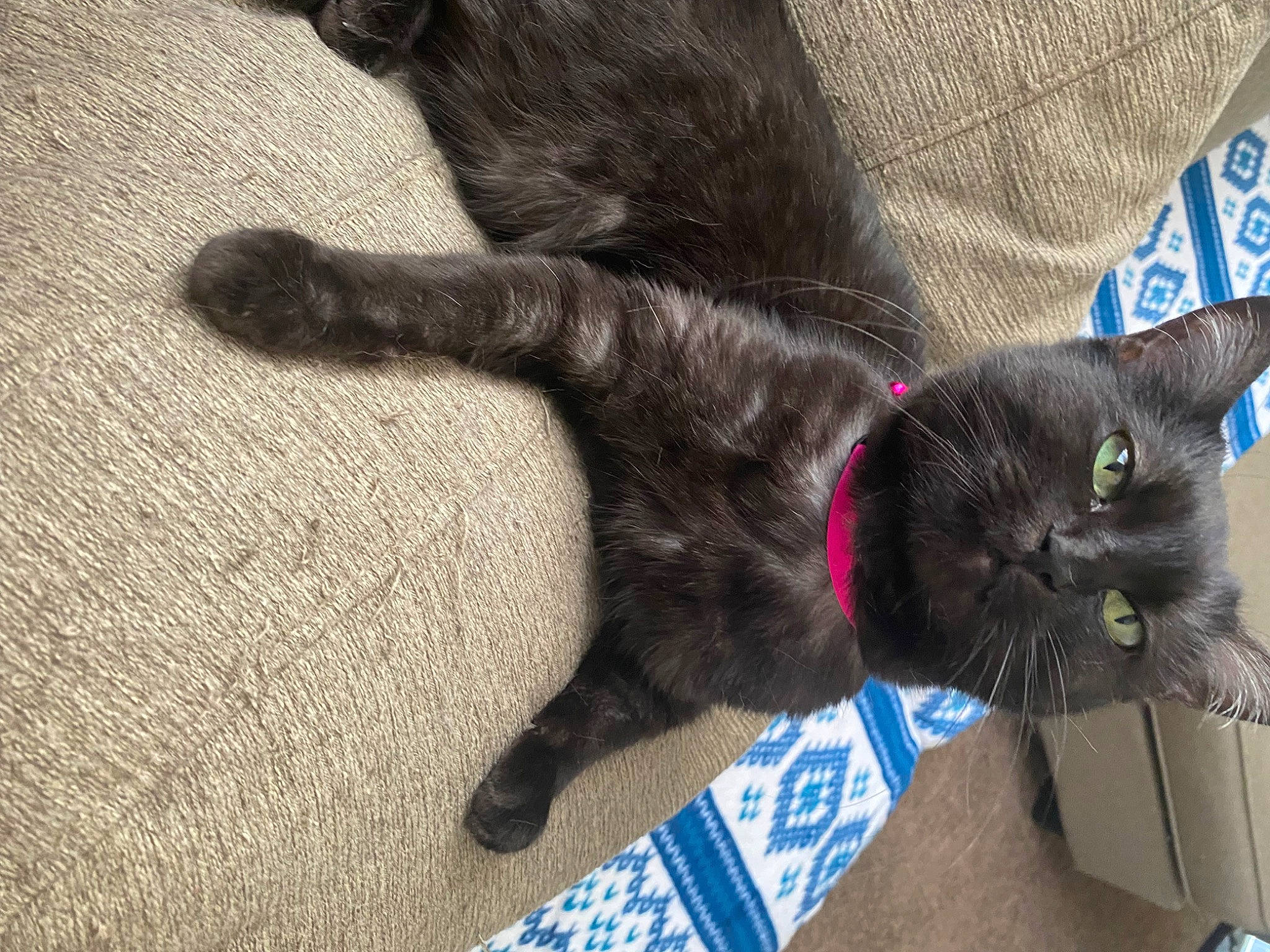 Bianca is registered to the contest to win money with this photo: black_cat, carnivore, cat, claw, comfort, domestic_short_haired_cat, electric_blue, felidae, flooring, foot, fur, gesture, grey, human_leg, paw, plant, small_to_medium_sized_cats, snout, tail, whiskers