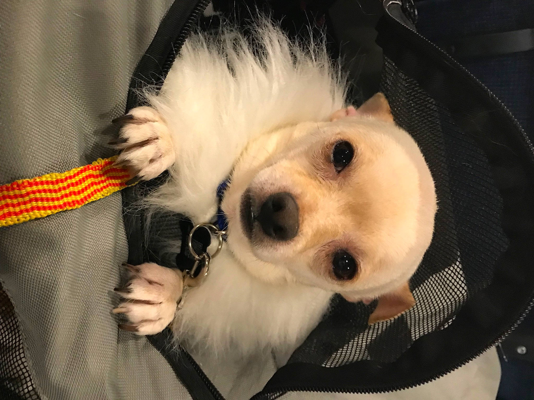 Jr Garcia joined the competition — help win amazing prizes! ball, canidae, carnivore, companion_dog, dog, dog_breed, dog_supply, ear, eyelash, fawn, fur, non_sporting_group, puppy_love, selfie, snout, spitz, sporting_group, toy_dog, volpino_italiano, whiskers