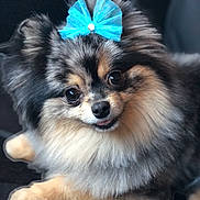 Brisa is registered to the contest to win money with this photo: dog, pomeranian, fluffy, blue_bow, pet, cute, animal, fur, portrait, small_dog, companion, indoor, resting, adorable, close_up, face, canine, cute_pet, domestic_animal, fur_texture