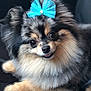 dog, pomeranian, fluffy, blue_bow, pet, cute, animal, fur, portrait, small_dog, companion, indoor, resting, adorable, close_up, face, canine, cute_pet, domestic_animal, fur_texture