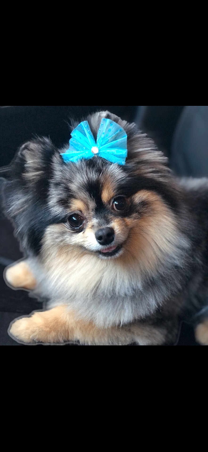 Brisa is registered to the contest to win money with this photo: dog, pomeranian, fluffy, blue_bow, pet, cute, animal, fur, portrait, small_dog, companion, indoor, resting, adorable, close_up, face, canine, cute_pet, domestic_animal, fur_texture