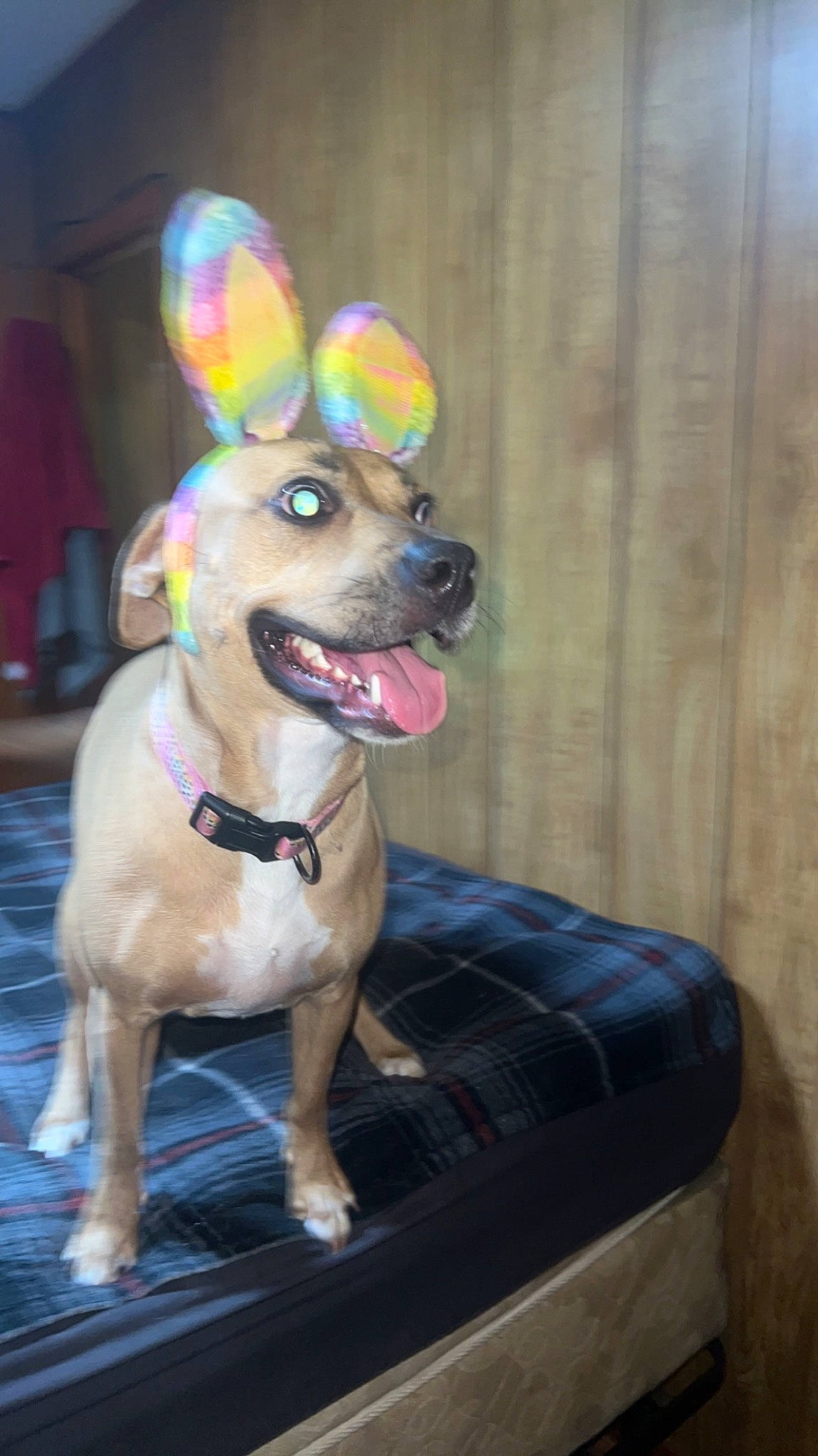 Bella Mae joined the competition — help win amazing prizes! canidae, carnivore, chihuahua, collar, companion_dog, dog, dog_breed, dog_collar, dog_supply, fawn, fur, pet_supply, smile, snout, sporting_group, tail, toy_dog, whiskers, wood, working_animal