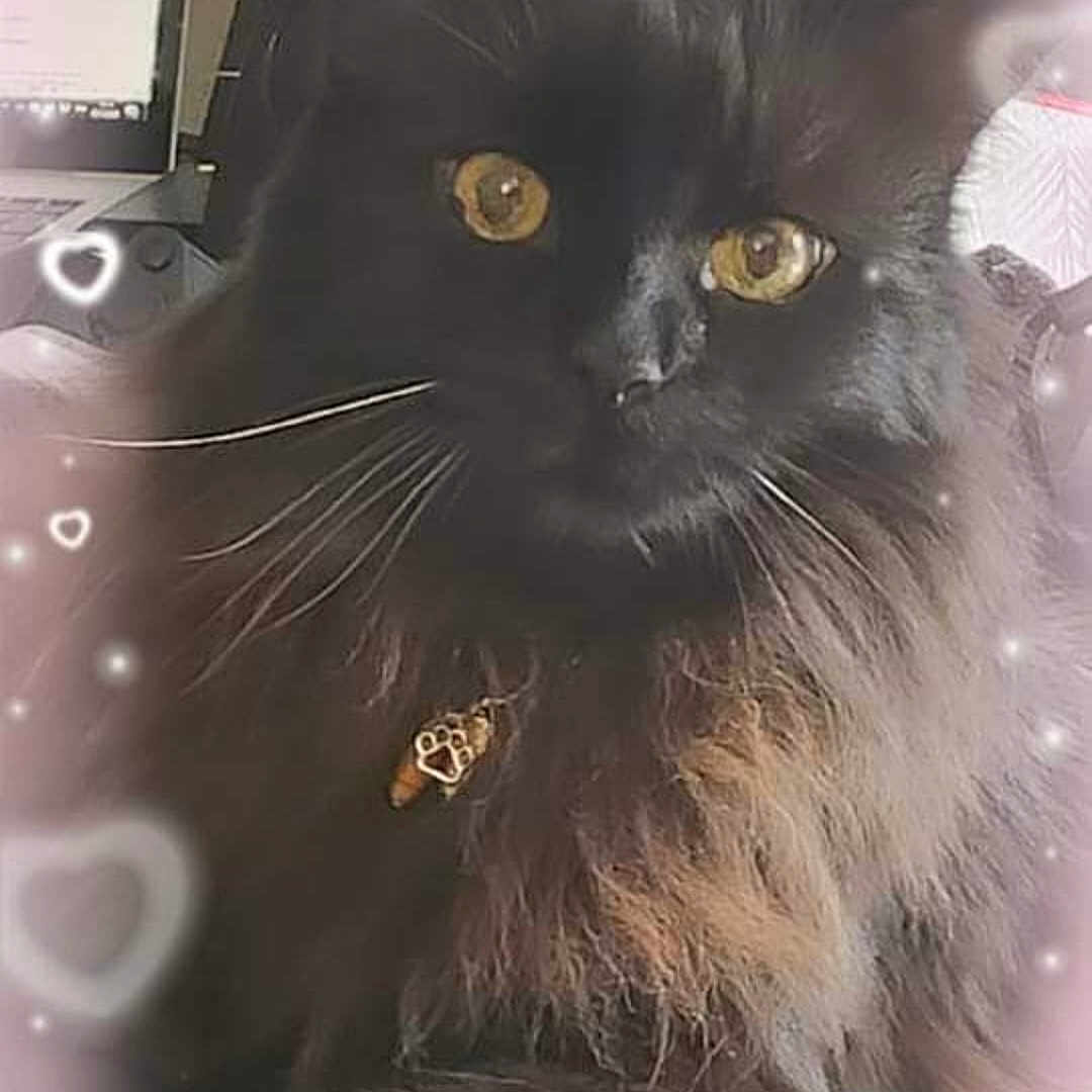 Hiro a rejoint le concours — aidez-le/la à gagner de superbes lots ! angora, animal, blackcat, cat, computer, computerhardware, computerkeyboard, desk, electronics, furniture, hardware, kitten, laptop, manx, monitor, pc, pet, phone, screen, tv