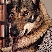 Nushka a rejoint le concours — aidez-le/la à gagner de superbes lots ! blanket, books, bookshelf, canine, couch, cozy, dog, ears, floral, fur, furniture, household, indoor, nose, paw, pet, pink, portrait, relaxed, side_view