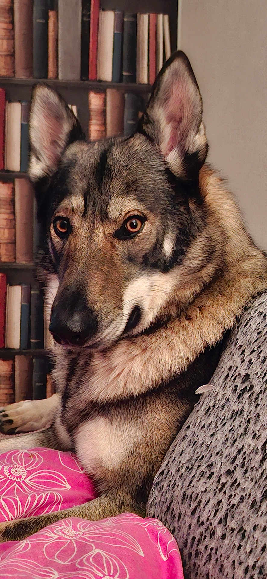 Nushka a rejoint le concours — aidez-le/la à gagner de superbes lots ! blanket, books, bookshelf, canine, couch, cozy, dog, ears, floral, fur, furniture, household, indoor, nose, paw, pet, pink, portrait, relaxed, side_view