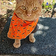 Leerroyyyjenkinnnss joined the competition — help win amazing prizes! cat, orange_tabby, bandana, outdoor, fence, greenery, pet, animal, curious, closeup, sunlight, texture, table, ears, whiskers, eyes, paws, nature, daylight, domestic_cat