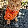 cat, orange_tabby, bandana, outdoor, fence, greenery, pet, animal, curious, closeup, sunlight, texture, table, ears, whiskers, eyes, paws, nature, daylight, domestic_cat