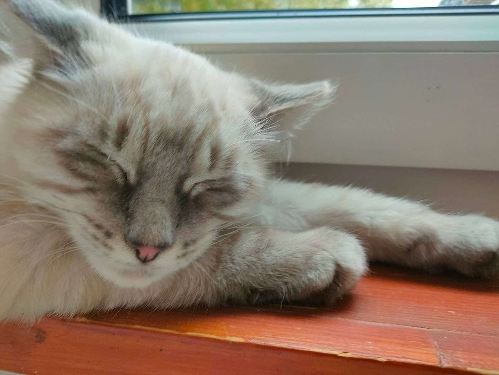 Lovely participe au concours pour gagner de l'argent avec cette photo : british_longhair, carnivore, cat, claw, comfort, domestic_short_haired_cat, fawn, felidae, flooring, fur, hardwood, nap, paw, small_to_medium_sized_cats, tail, terrestrial_animal, whiskers, window, wood