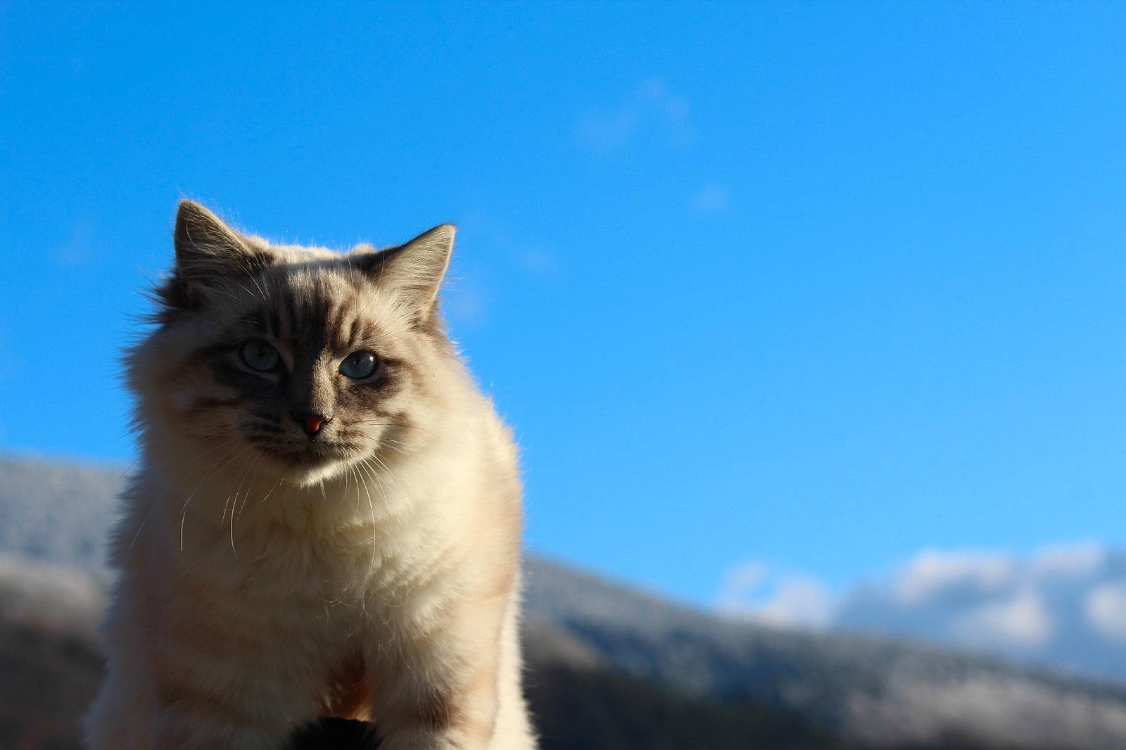 Lovely participe au concours pour gagner de l'argent avec cette photo : british_longhair, carnivore, cat, cloud, cumulus, domestic_short_haired_cat, eye, fawn, felidae, fur, grass, landscape, sky, small_to_medium_sized_cats, snout, tail, terrestrial_animal, whiskers, winter, wood