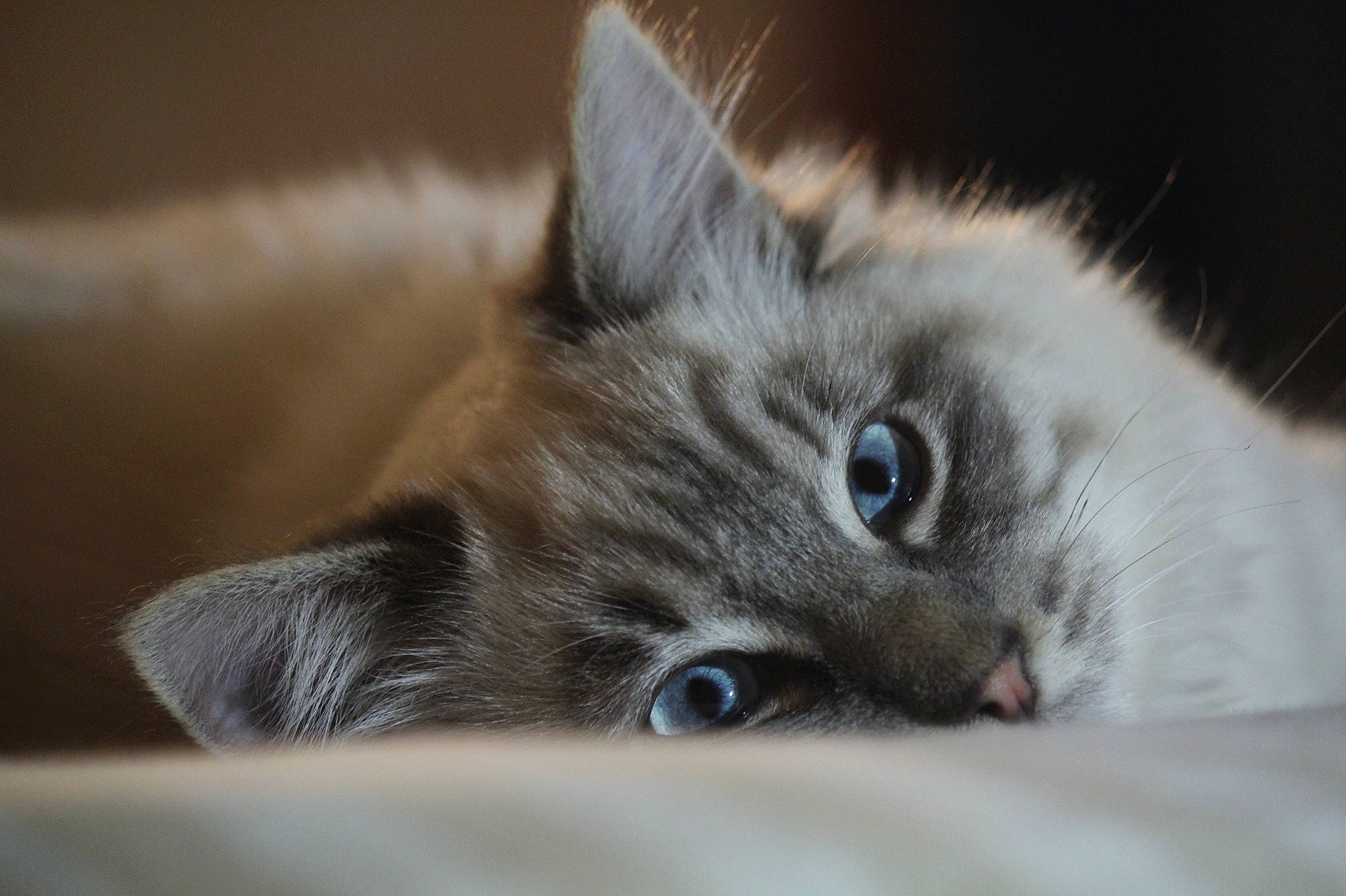 Lovely a rejoint le concours — aidez-le/la à gagner de superbes lots ! box, carnivore, cat, claw, comfort, domestic_short_haired_cat, eye, fawn, felidae, fur, grey, paw, small_to_medium_sized_cats, snout, whiskers