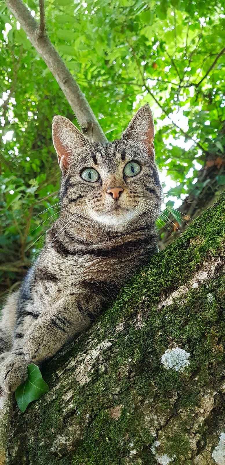 Mimy participe au concours pour gagner de l'argent avec cette photo : carnivore, cat, domestic_short_haired_cat, eye, felidae, fur, grass, groundcover, head, jungle, organism, plant, sitting, small_to_medium_sized_cats, snout, terrestrial_animal, tree, trunk, whiskers, wildlife