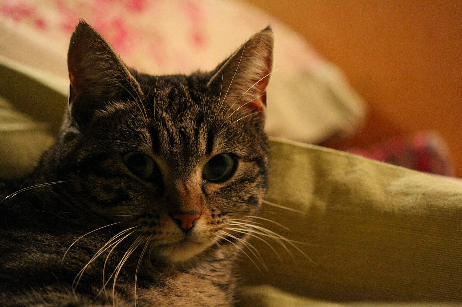 Mimy a rejoint le concours — aidez-le/la à gagner de superbes lots ! carnivore, cat, claw, comfort, domestic_short_haired_cat, ear, eye, felidae, fur, hair, head, human_body, paw, small_to_medium_sized_cats, snout, terrestrial_animal, whiskers, wildlife, window