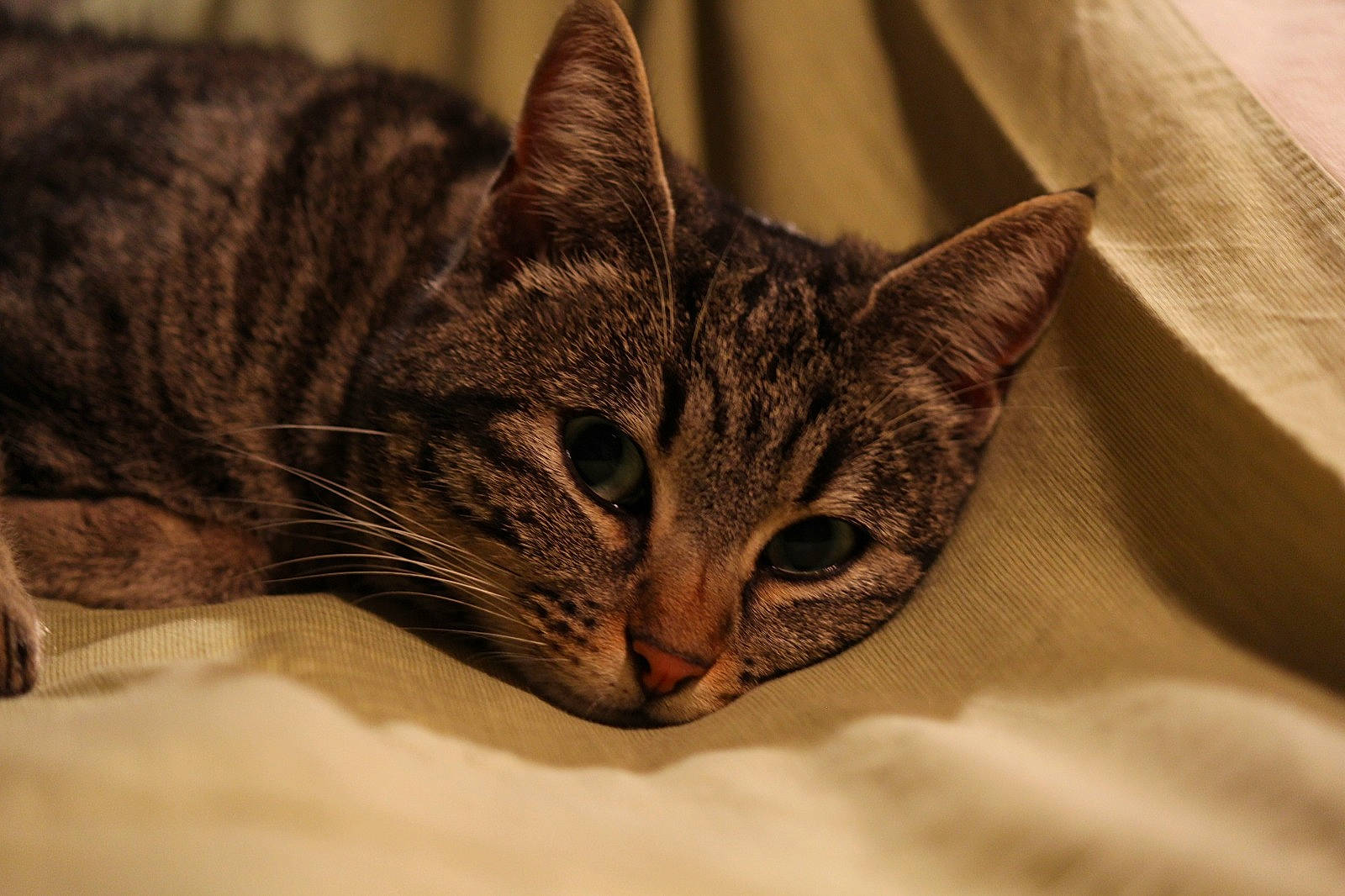 Mimy participe au concours pour gagner de l'argent avec cette photo : carnivore, cat, claw, comfort, domestic_short_haired_cat, eye, felidae, fur, human_body, lynx, paw, small_to_medium_sized_cats, snout, terrestrial_animal, tree, whiskers, wildlife, window