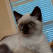 Bobbie Soxs joined the competition — help win amazing prizes! kitten, siamese_cat, cat, blue_eyes, small_dog, dog, window, blinds, indoor, pet, animal, cute, fur, resting, cozy, household, domestic, relaxed, young_animal, sleepy