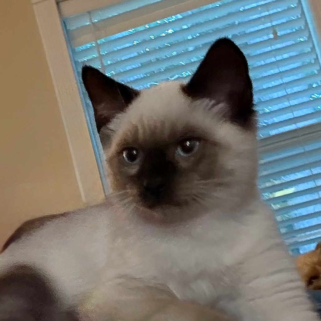 Bobbie Soxs joined the competition — help win amazing prizes! animal, blinds, blue_eyes, cat, cozy, cute, dog, domestic, fur, household, indoor, kitten, pet, relaxed, resting, siamese_cat, sleepy, small_dog, window, young_animal