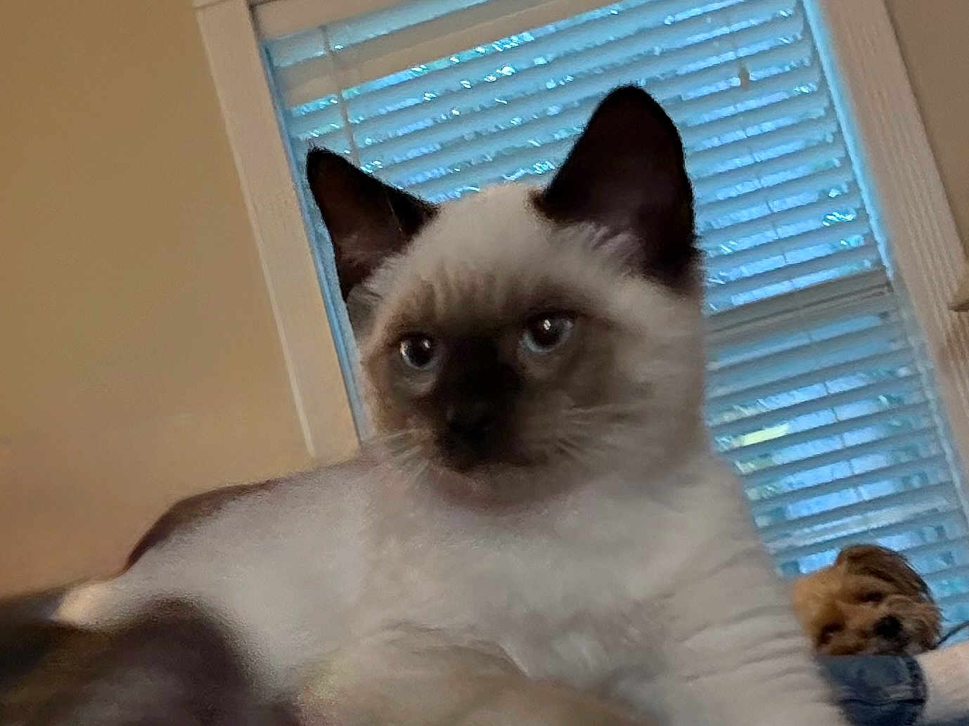 Bobbie Soxs joined the competition — help win amazing prizes! kitten, siamese_cat, cat, blue_eyes, small_dog, dog, window, blinds, indoor, pet, animal, cute, fur, resting, cozy, household, domestic, relaxed, young_animal, sleepy