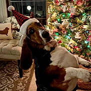Claire is registered to the contest to win money with this photo: dog, basset_hound, christmas_tree, holiday_decorations, santa_hat, reindeer_antlers, living_room, rug, chair, pillow, window, moonlight, lights, ornaments, festive, pet, cute, indoor, seasonal, celebration