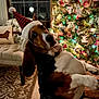 dog, basset_hound, christmas_tree, holiday_decorations, santa_hat, reindeer_antlers, living_room, rug, chair, pillow, window, moonlight, lights, ornaments, festive, pet, cute, indoor, seasonal, celebration