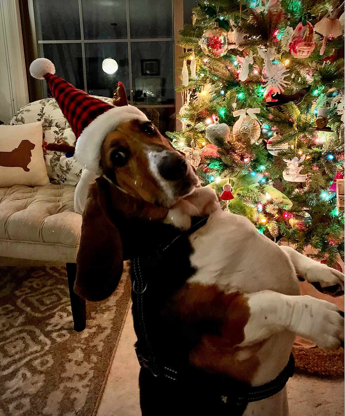 Claire is registered to the contest to win money with this photo: dog, basset_hound, christmas_tree, holiday_decorations, santa_hat, reindeer_antlers, living_room, rug, chair, pillow, window, moonlight, lights, ornaments, festive, pet, cute, indoor, seasonal, celebration
