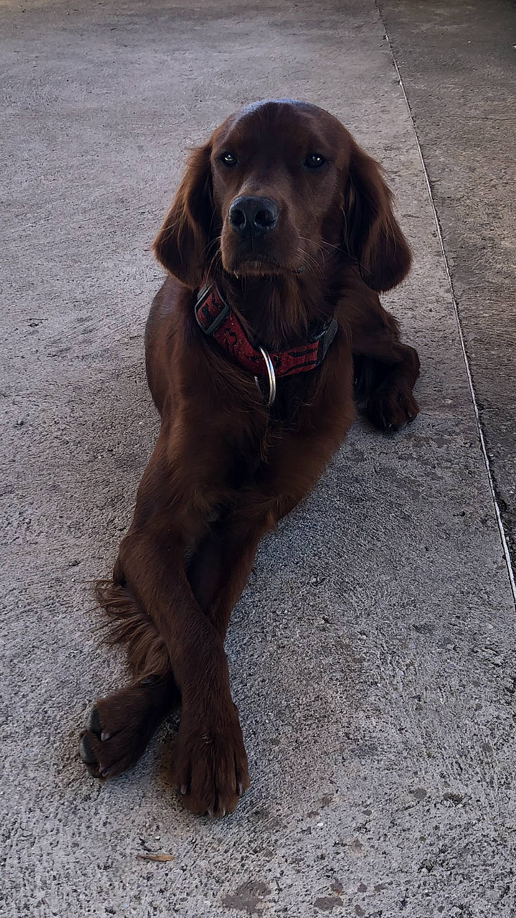 Malibu participe au concours pour gagner de l'argent avec cette photo : beagador, canidae, carnivore, companion_dog, dog, dog_breed, fawn, german_longhaired_pointer, hunting_dog, irish_setter, labrador_retriever, liver, mammal, pointing_breed, rare_breed_dog, retriever, setter, snout, sporting_group, vertebrate