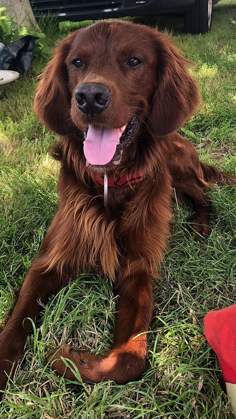 Malibu participe au concours pour gagner de l'argent avec cette photo : boykin_spaniel, canidae, carnivore, companion_dog, dog, dog_breed, english_setter, field_spaniel, german_longhaired_pointer, german_spaniel, irish_red_and_white_setter, irish_setter, liver, mammal, picardy_spaniel, retriever, setter, sporting_group, sussex_spaniel, vertebrate