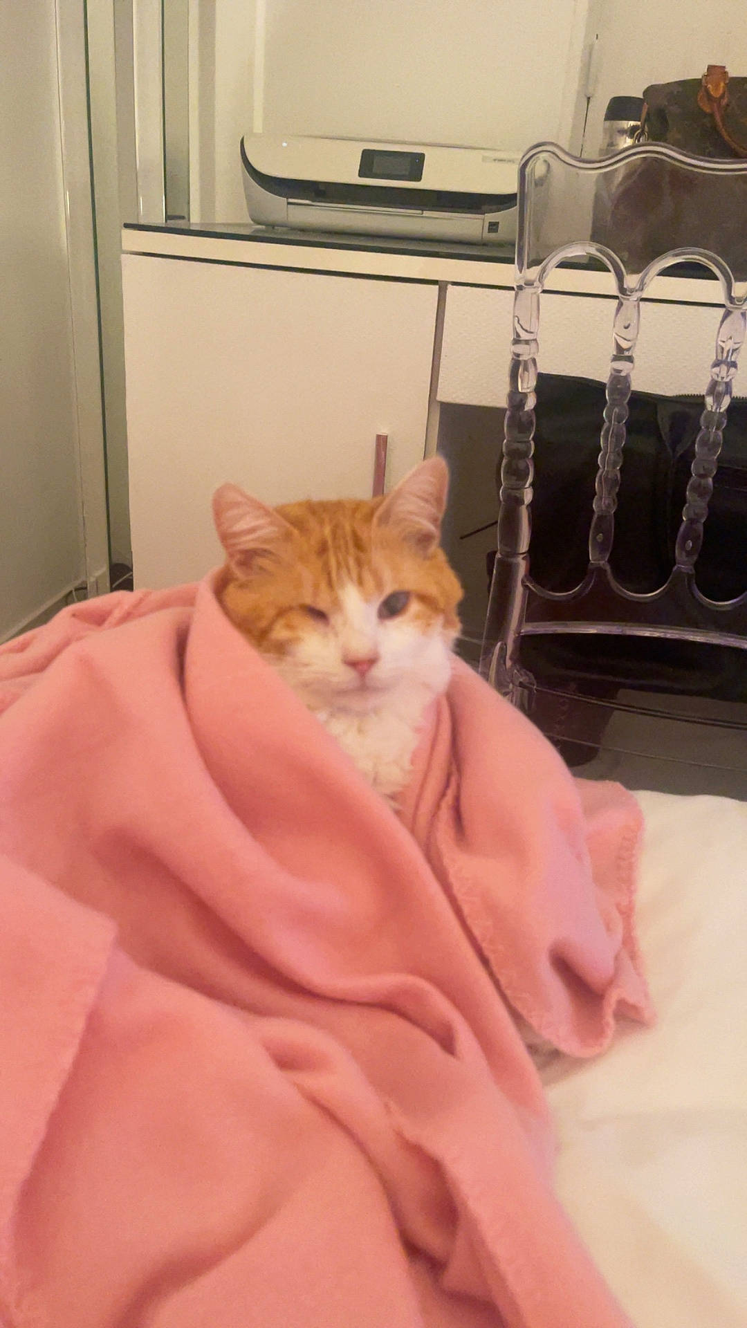 Pirate a rejoint le concours — aidez-le/la à gagner de superbes lots ! abyssinian, animal, appliance, bed, blanket, cat, closet, cupboard, device, drawer, electricaldevice, furniture, homedecor, kitten, laundry, linen, manx, pet, towel, wood