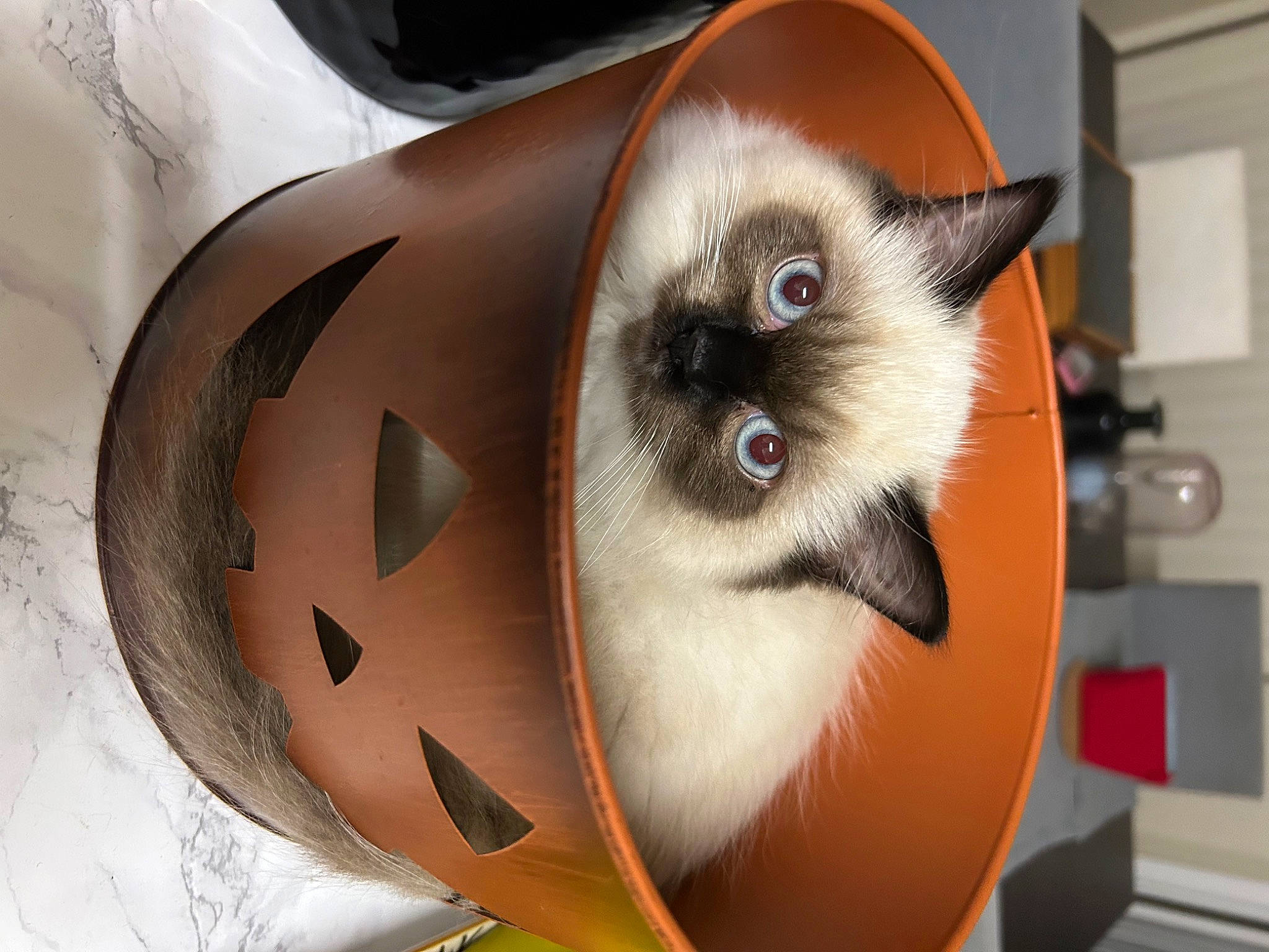Bunny joined the competition — help win amazing prizes! balinese, birman, carnivore, cat, fawn, felidae, fur, mammal, siamese, small_to_medium_sized_cats, smile, snout, thai, vertebrate, whiskers