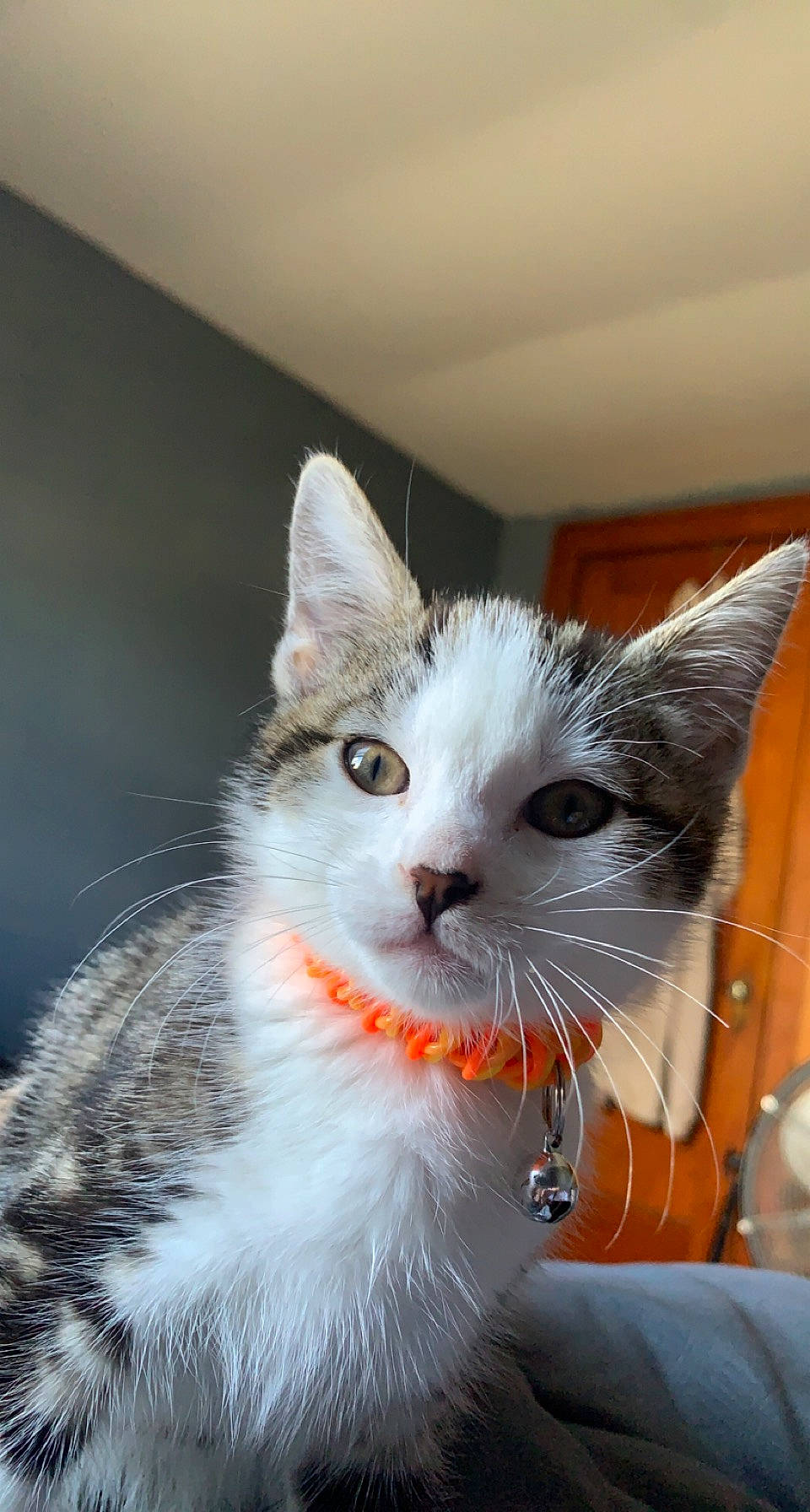 Honey joined the competition — help win amazing prizes! carnivore, cat, collar, domestic_short_haired_cat, felidae, fur, paw, small_to_medium_sized_cats, snout, tail, whiskers, window