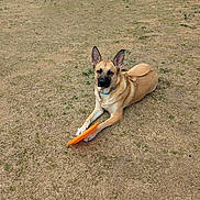 Katie joined the competition — help win amazing prizes! dog, pet, canine, outdoor, grass, field, dry_grass, tan_fur, pointy_ears, black_muzzle, lying_down, resting, frisbee, orange_toy, collar, playful, animal, companion, park, daylight