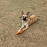 dog, pet, canine, outdoor, grass, field, dry_grass, tan_fur, pointy_ears, black_muzzle, lying_down, resting, frisbee, orange_toy, collar, playful, animal, companion, park, daylight