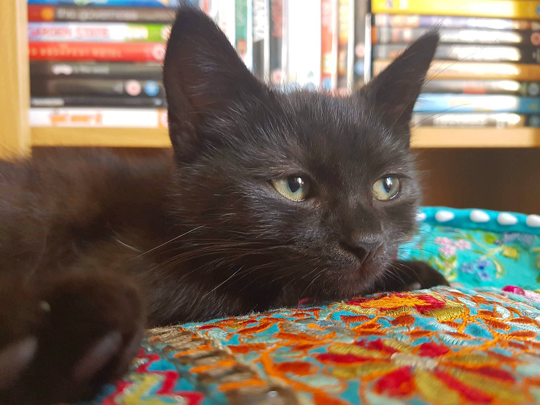 Luna is registered to the contest to win money with this photo: asian, black_cat, bombay, burmese, carnivore, cat, domestic_short_haired_cat, felidae, havana_brown, kitten, korat, mammal, nebelung, russian_blue, small_to_medium_sized_cats, snout, whiskers