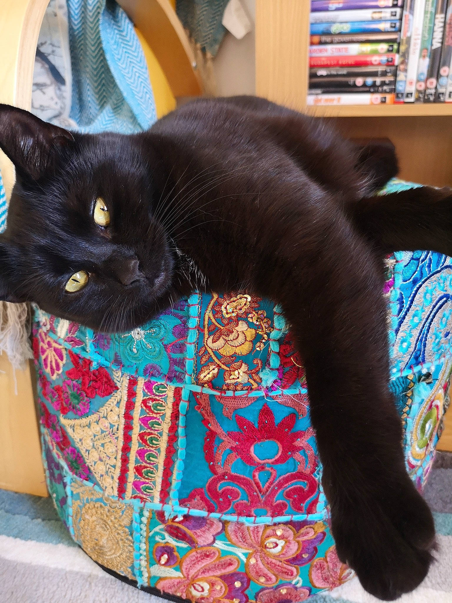 Luna joined the competition — help win amazing prizes! asian, black, black_cat, bombay, british_shorthair, burmese, carnivore, cat, domestic_short_haired_cat, felidae, korat, small_to_medium_sized_cats, tail, whiskers