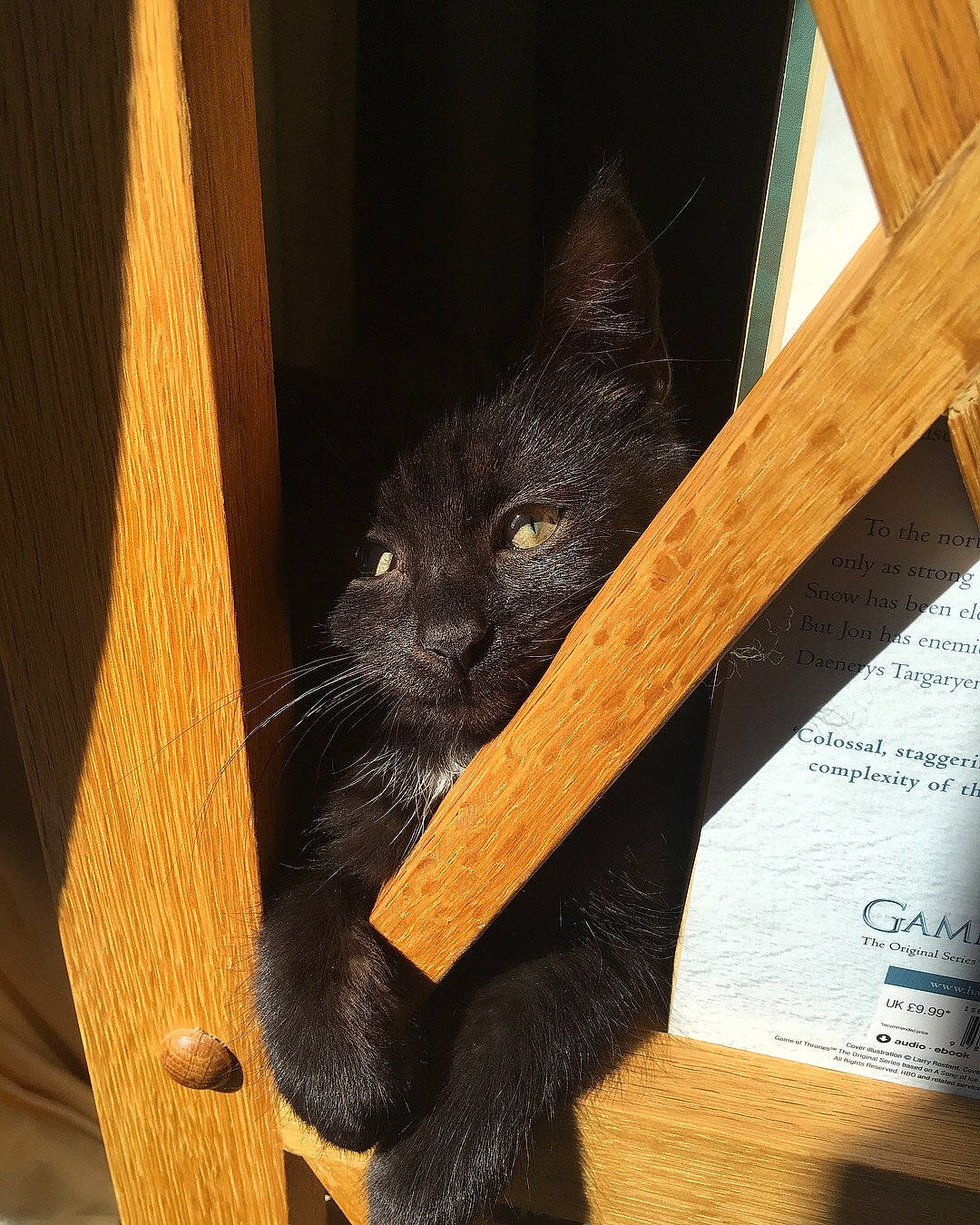 Luna joined the competition — help win amazing prizes! black_cat, carnivore, cat, chartreux, felidae, hardwood, korat, nebelung, russian_blue, small_to_medium_sized_cats, whiskers, wood