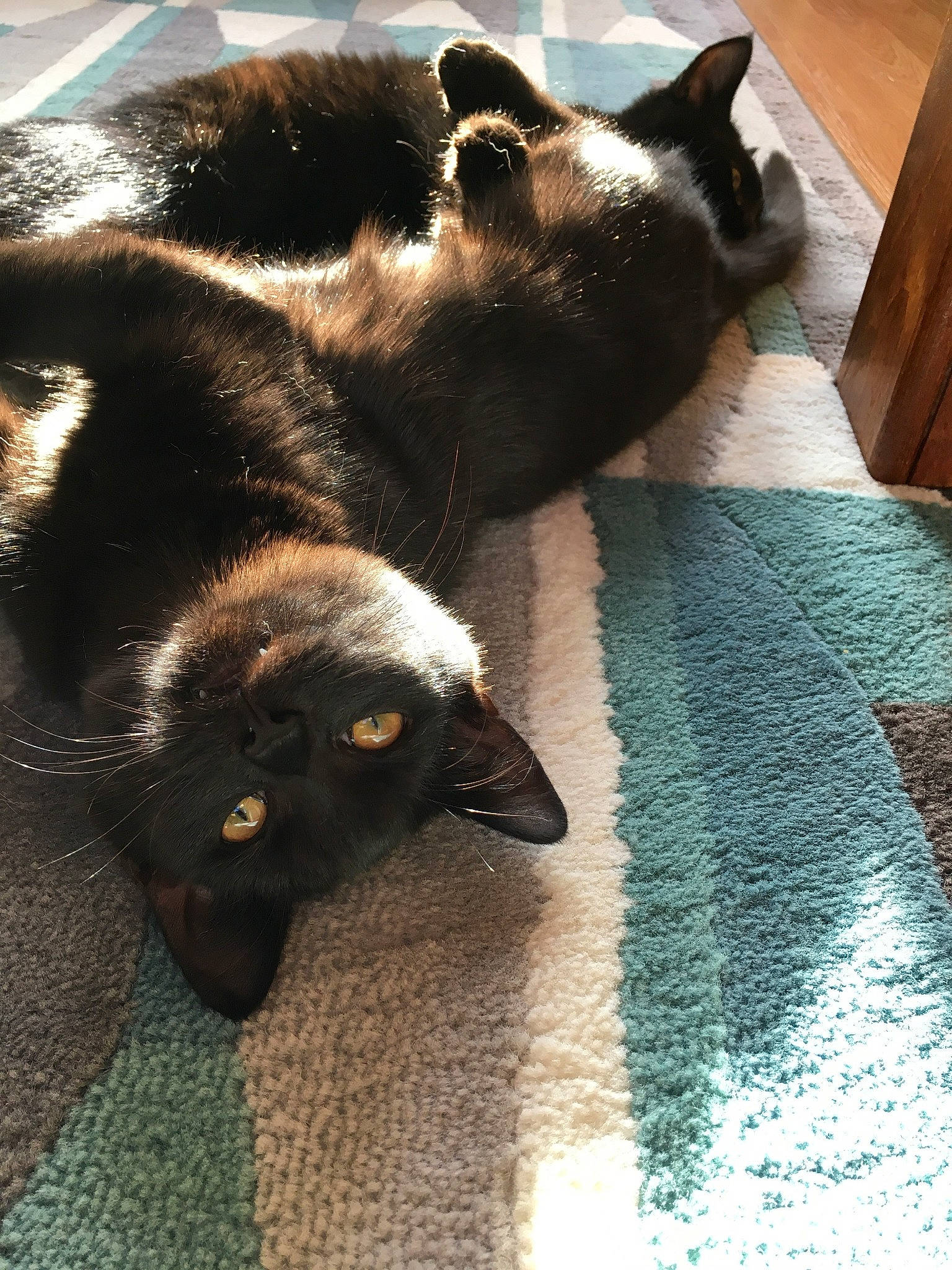 Enid is registered to the contest to win money with this photo: black_cat, burmese, carnivore, cat, felidae, fur, mammal, small_to_medium_sized_cats, snout, tail, whiskers