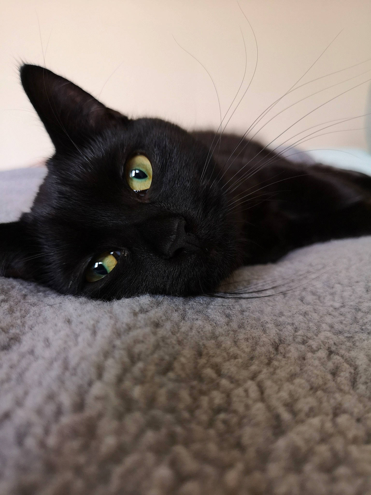 Enid joined the competition — help win amazing prizes! asian, black, black_cat, bombay, burmese, carnivore, cat, domestic_short_haired_cat, ear, eye, felidae, fur, havana_brown, korat, mammal, small_to_medium_sized_cats, snout, vertebrate, whiskers