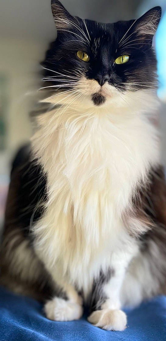 Batman a rejoint le concours — aidez-le/la à gagner de superbes lots ! carnivore, cat, felidae, formal_wear, fur, sitting, small_to_medium_sized_cats, snout, tail, terrestrial_animal, whiskers