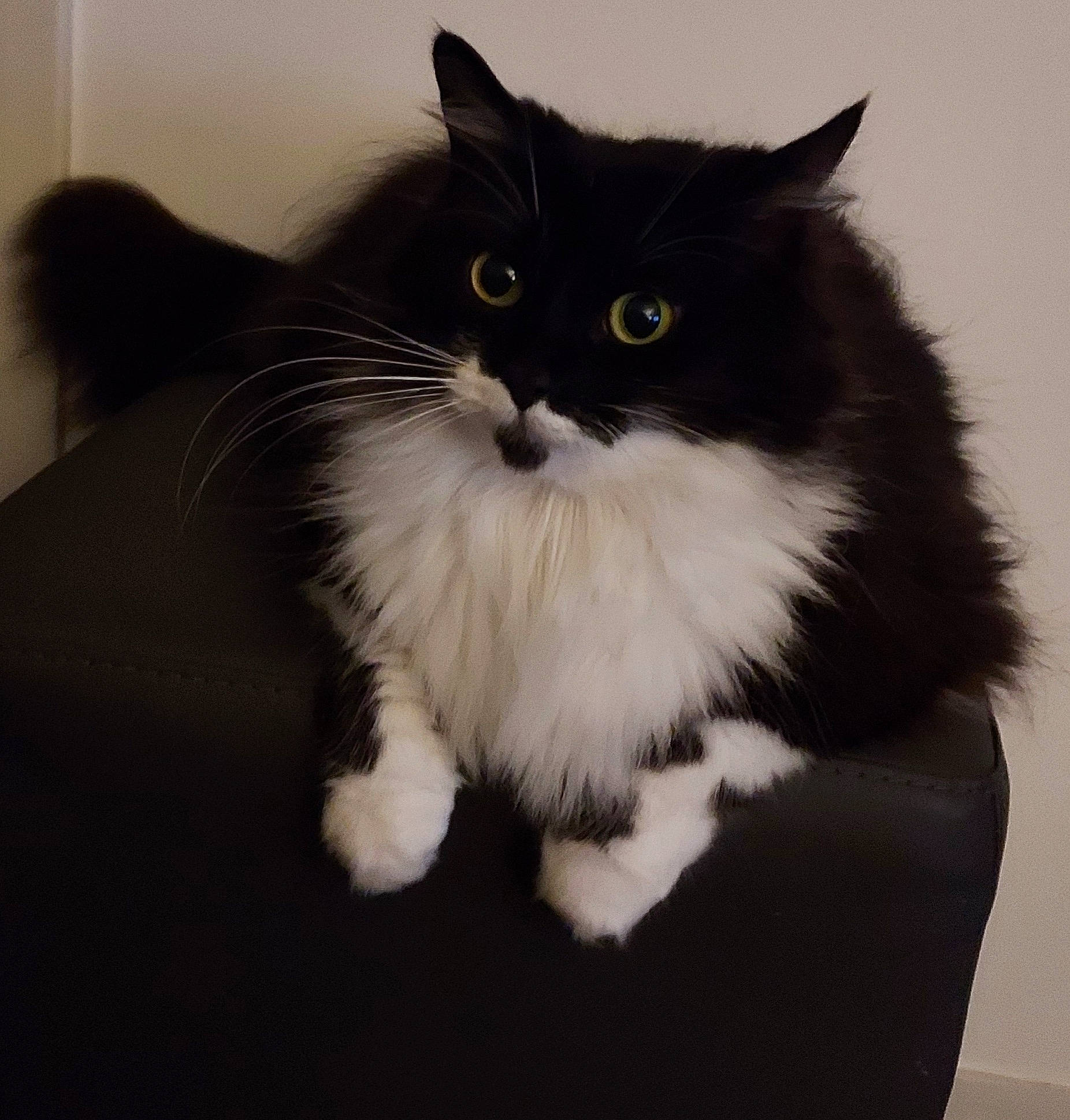 Batman a rejoint le concours — aidez-le/la à gagner de superbes lots ! british_longhair, carnivore, cat, claw, domestic_short_haired_cat, door_mat, felidae, flooring, fur, monochrome_photography, paw, sitting, small_to_medium_sized_cats, snout, tail, terrestrial_animal, whiskers