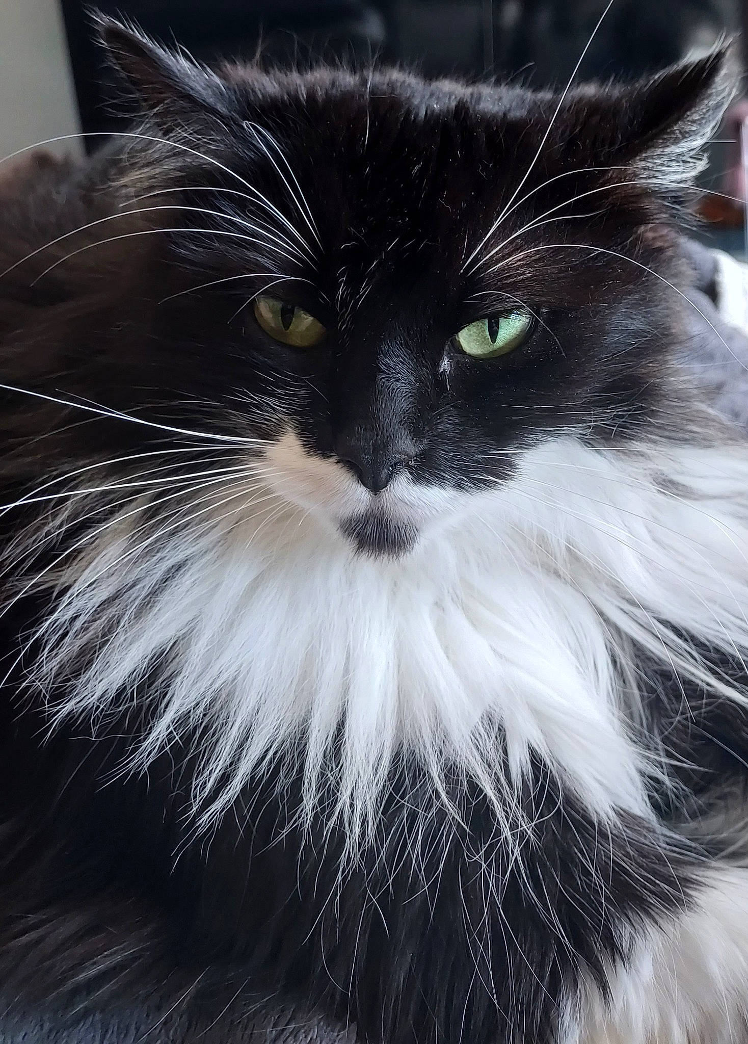 Batman participe au concours pour gagner de l'argent avec cette photo : british_longhair, carnivore, cat, close_up, felidae, fur, grey, iris, monochrome_photography, plant, small_to_medium_sized_cats, snout, terrestrial_animal, whiskers