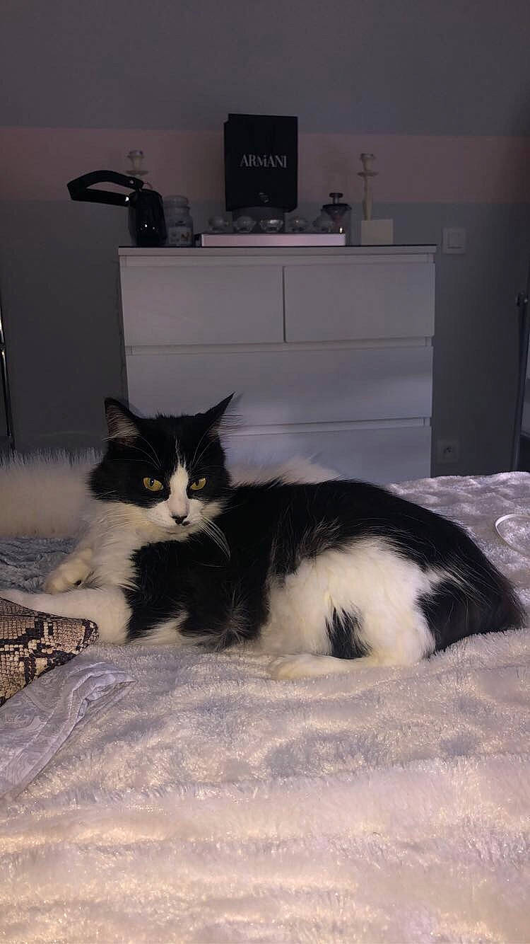 Bagherra participe au concours pour gagner de l'argent avec cette photo : carnivore, cat, chest_of_drawers, comfort, domestic_short_haired_cat, eye, felidae, floor, flooring, fur, grey, hardwood, linens, paw, room, small_to_medium_sized_cats, snout, tail, whiskers, wood