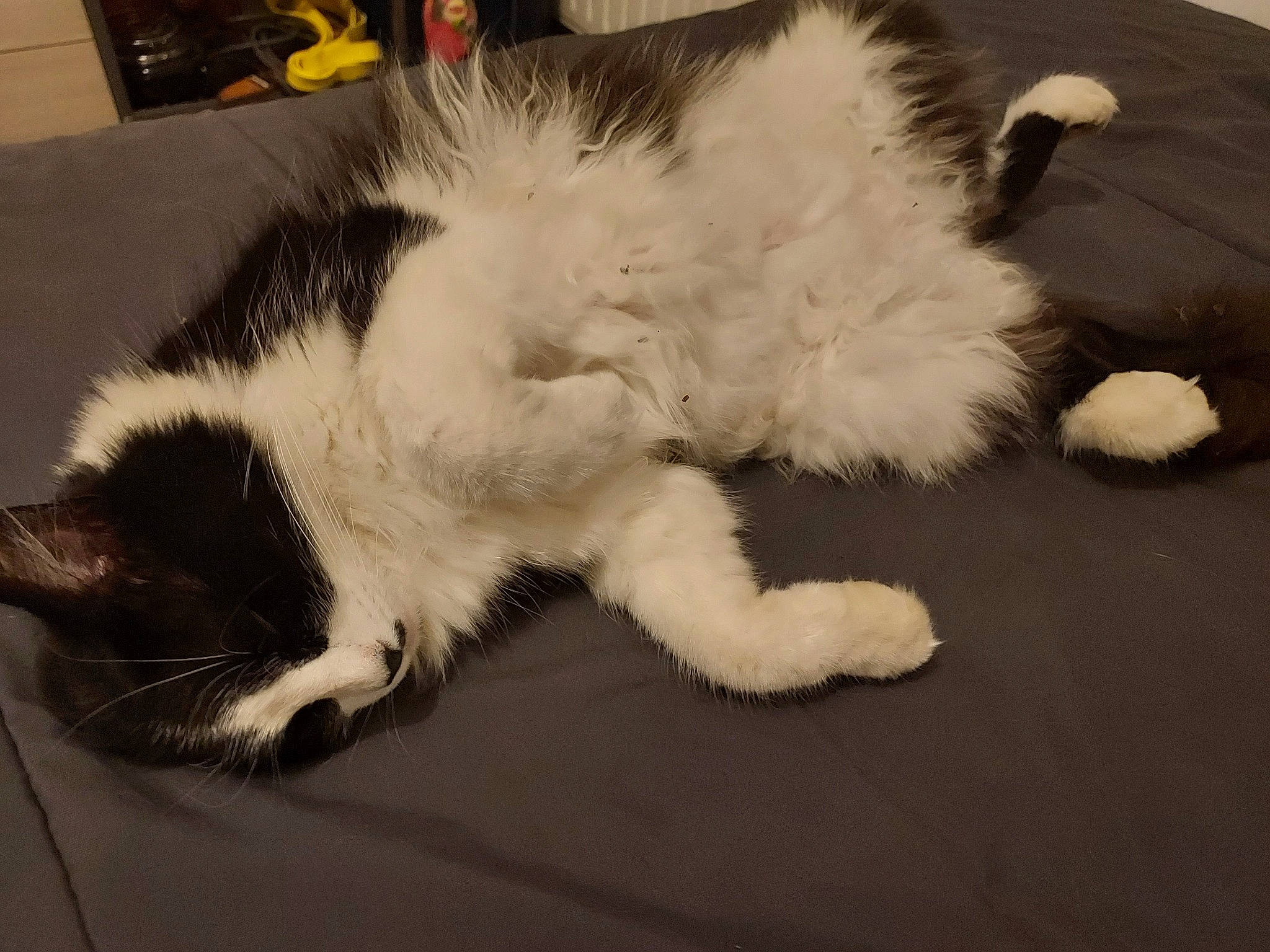 Bagherra a rejoint le concours — aidez-le/la à gagner de superbes lots ! carnivore, cat, claw, comfort, domestic_short_haired_cat, event, eye, felidae, fur, mammal, nap, paw, sleep, small_to_medium_sized_cats, snout, tail, terrestrial_animal, whiskers