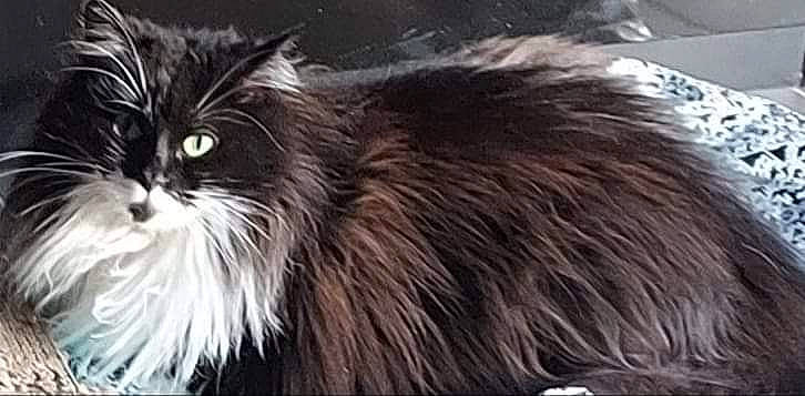 Batman a rejoint le concours — aidez-le/la à gagner de superbes lots ! carnivore, cat, felidae, fur, maine_coon, small_to_medium_sized_cats, snout, terrestrial_animal, whiskers