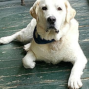 Harrison joined the competition — help win amazing prizes! animal, canine, dog, goldenretriever, hound, labradorretriever, pet, puppy, whitedog