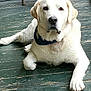 animal, canine, dog, goldenretriever, hound, labradorretriever, pet, puppy, whitedog