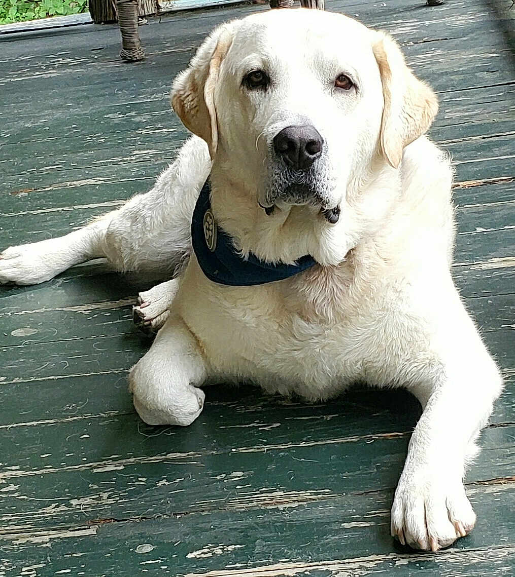 Harrison